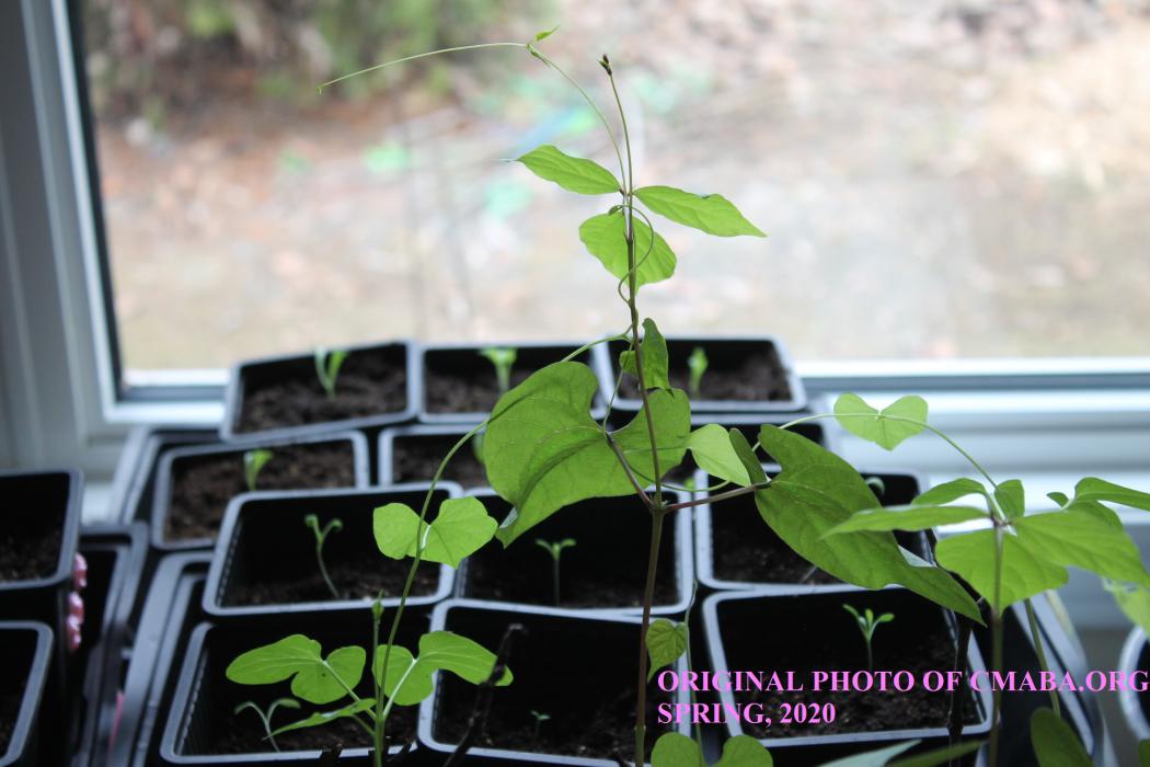 mini_Seedlings 1