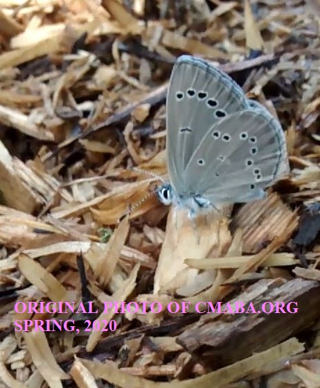 Butterfly spring 1