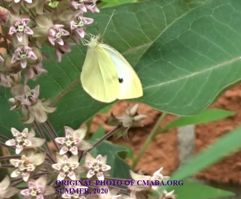 Butterfly July 2nd 2