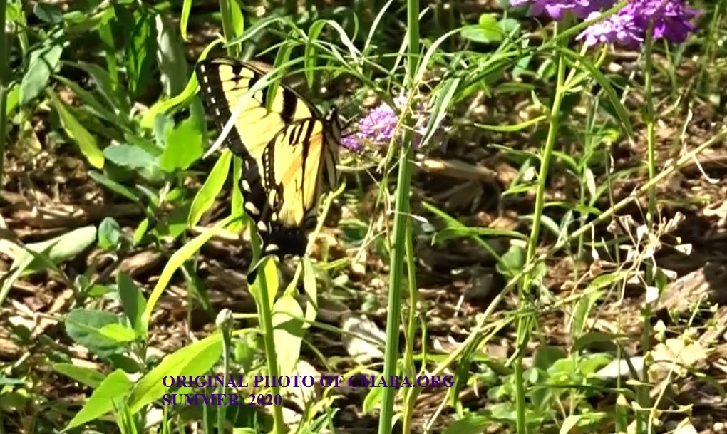 Butterfly July 7th