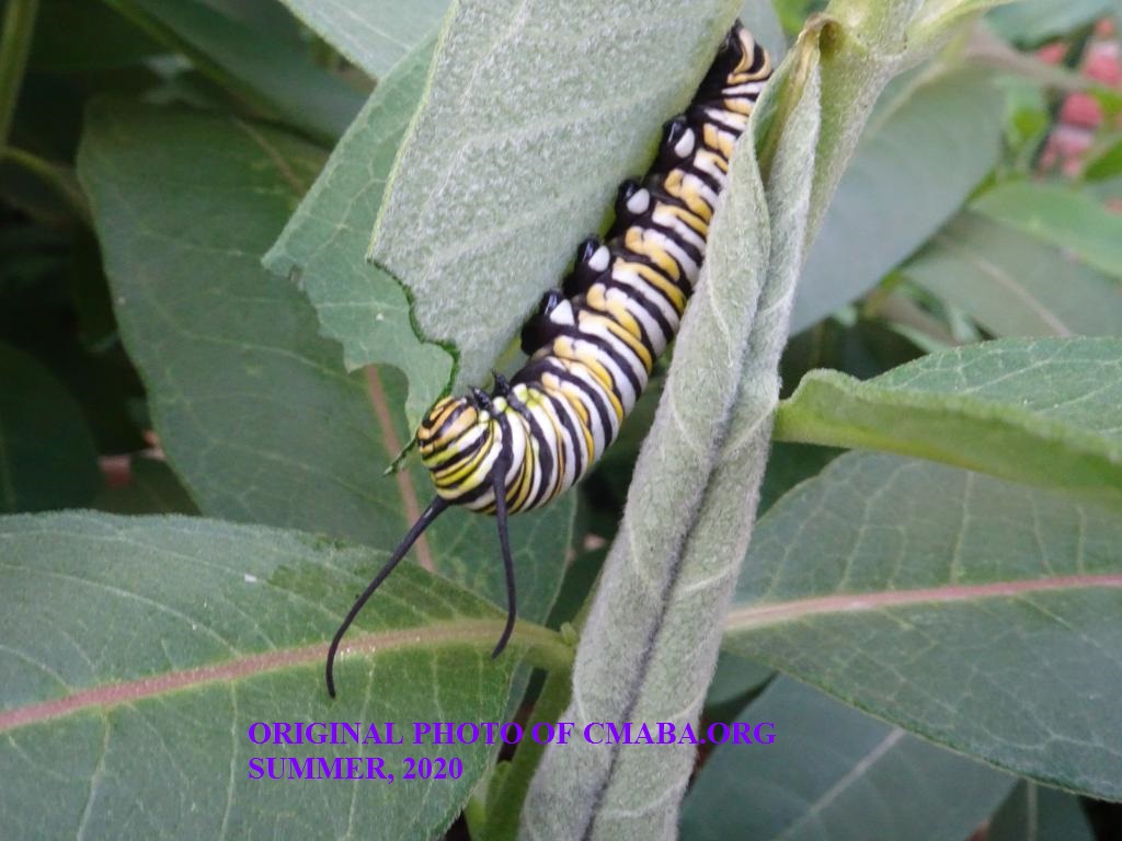mini_Caterpillar July 18th 2020 CMABA.ORG