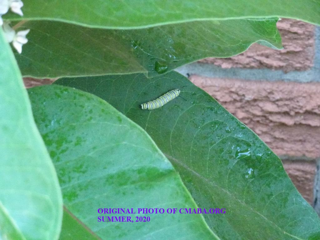 mini_Monarch caterpillar July 14th 2020 CMABA.ORG