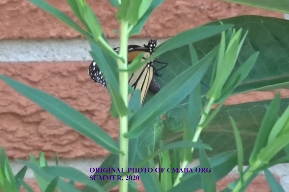 Monarch 2 July 26th 2020 CMABA.ORG
