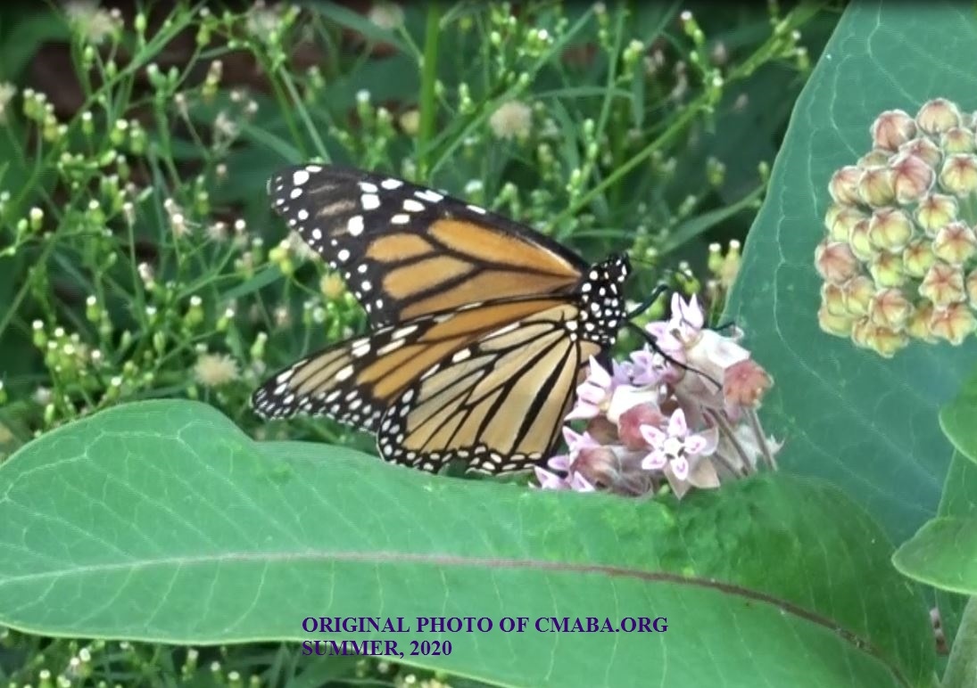Monarch July 26th 2020 CMABA.ORG