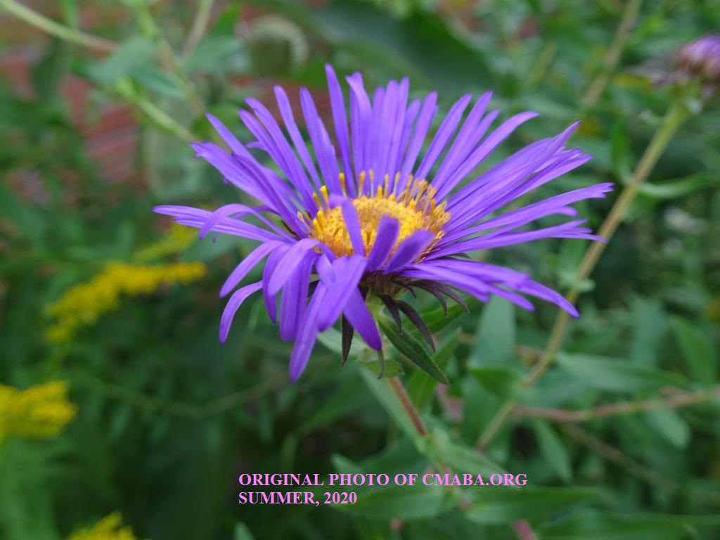 mini_August 25th 2020 CMABA ORG NativePlants