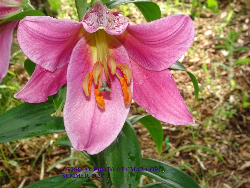 mini_July Lily Tree CMABA ORG 2020
