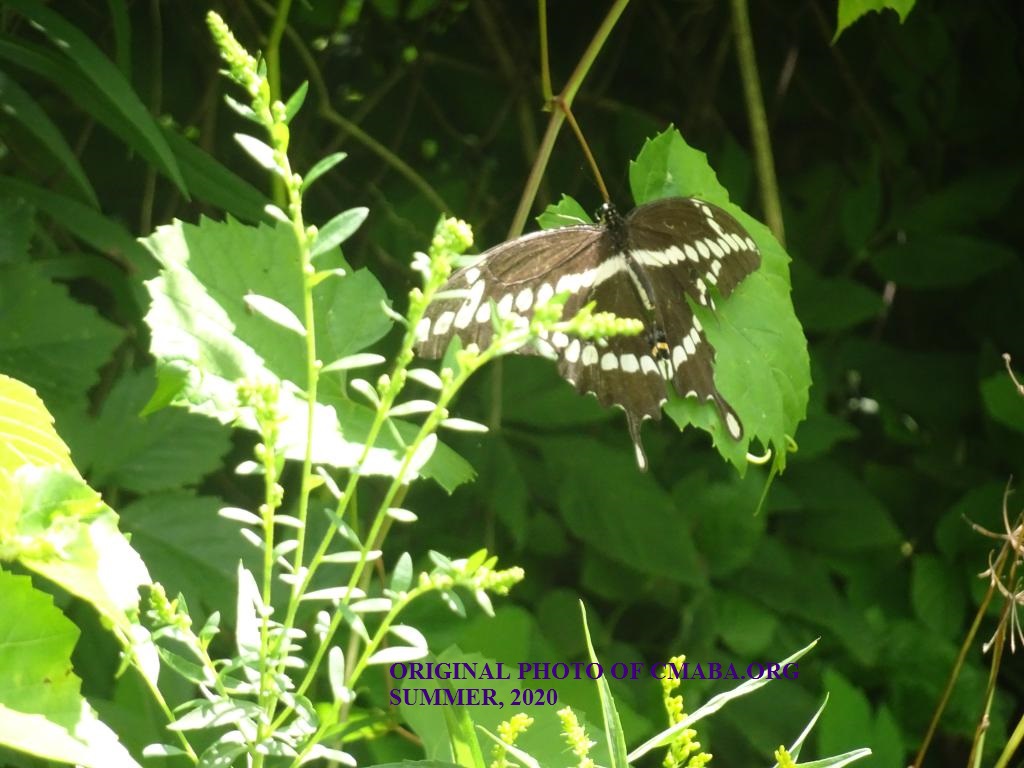 mini_butterfly August 2020 CMABA ORG