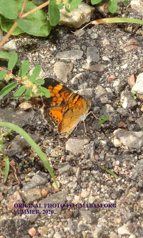 mini_butterfly sighting August 2020 CMABA