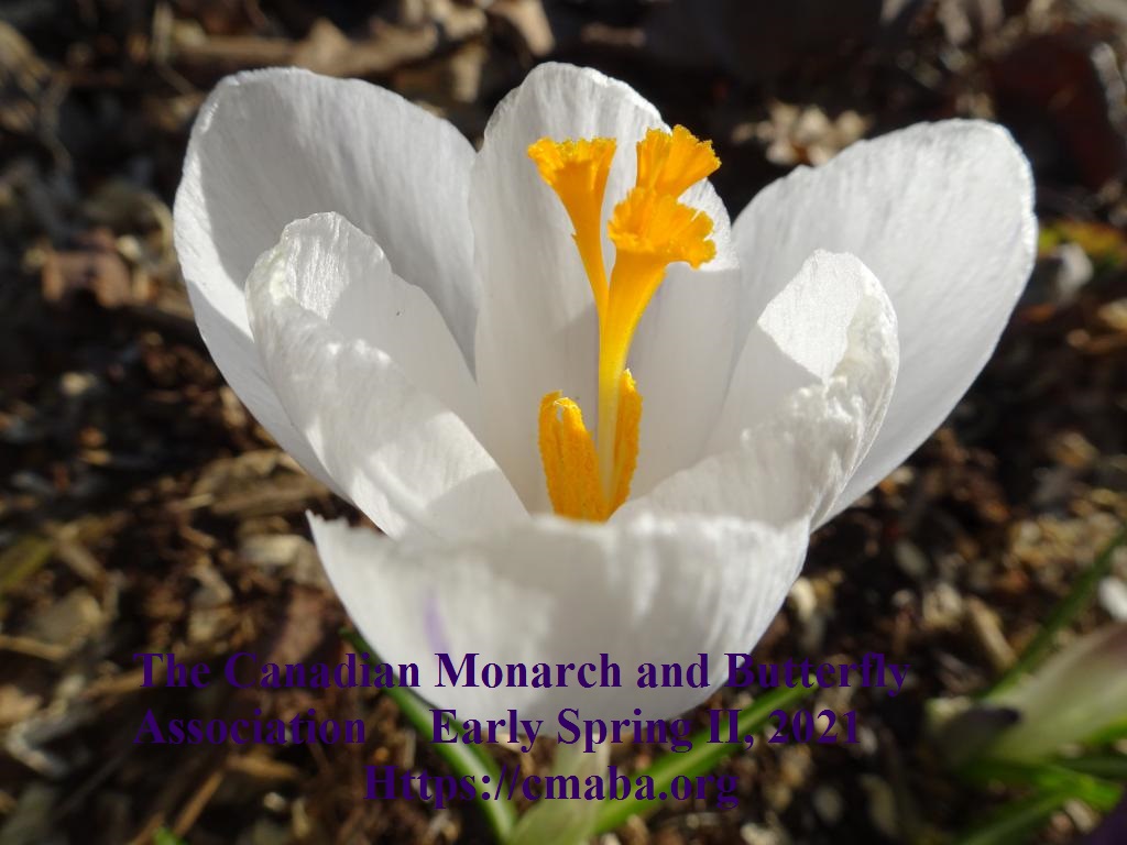 mini_The Canadian Monarch Butterfly Association Early Spring II, 2021 (2)