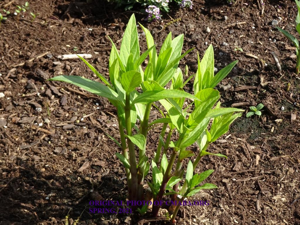 mini_The Canadian Monarch and Butterfly Association Milkweeds Spring 2021 (4)