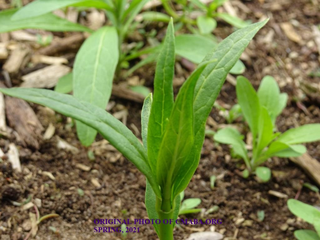mini_The Canadian Monarch and Butterfly Association Milkweeds Spring 2021 (5)