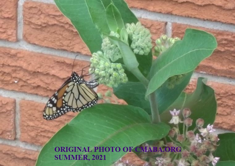 The Canadian Monarch and Butterfly Association Summer June 2021