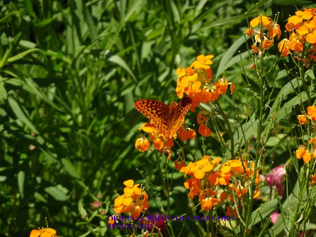 mini_The Canadian Monarch and Butterfly Association Butterfly Spring 2021 (1)