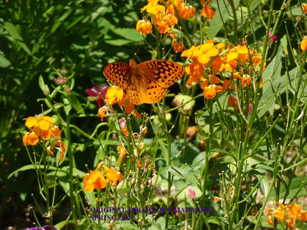 mini_The Canadian Monarch and Butterfly Association Butterfly Spring 2021 (2)