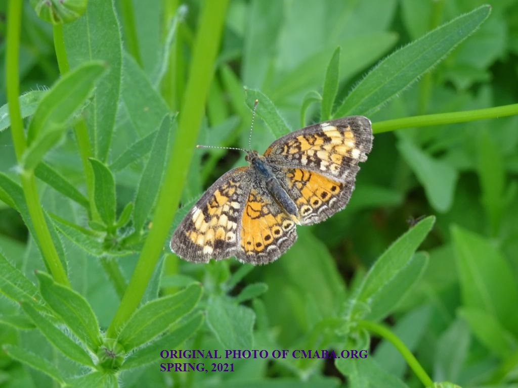 mini_The Canadian Monarch and Butterfly Association Spring 2021 (2)
