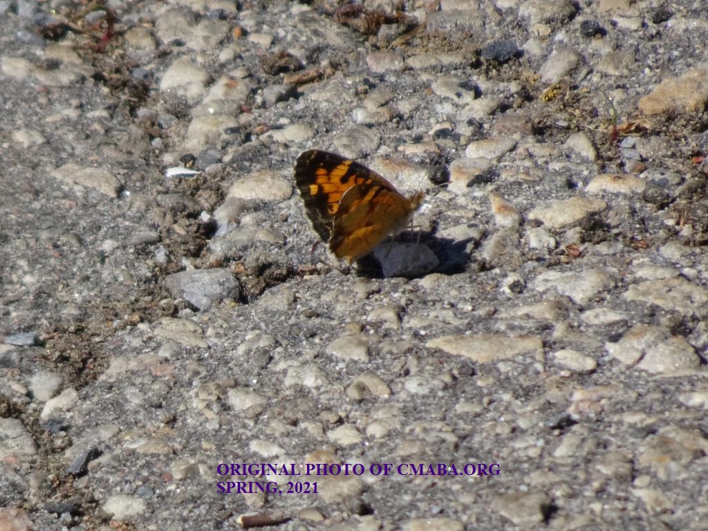 mini_The Canadian Monarch and Butterfly Association Spring Butterflies 1 (2)