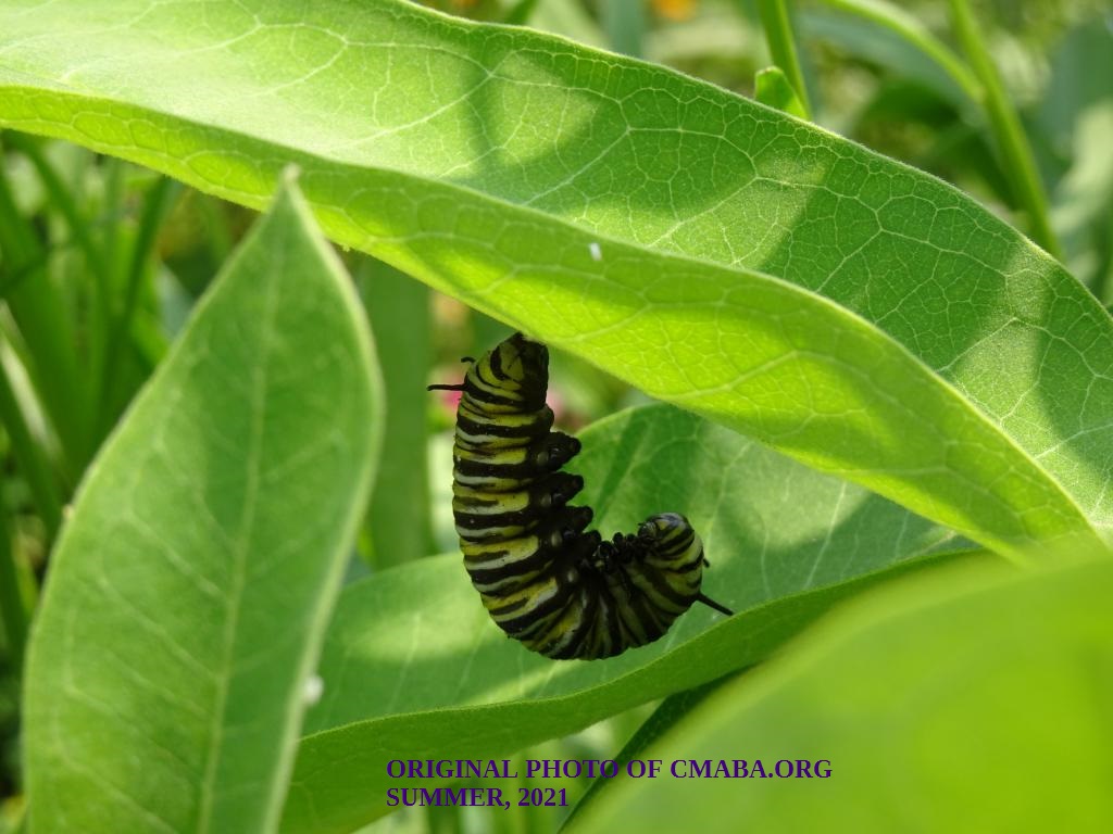 mini_The Canadian Monarch and Butterfly Association Monarch Conservation July 2021 (1)