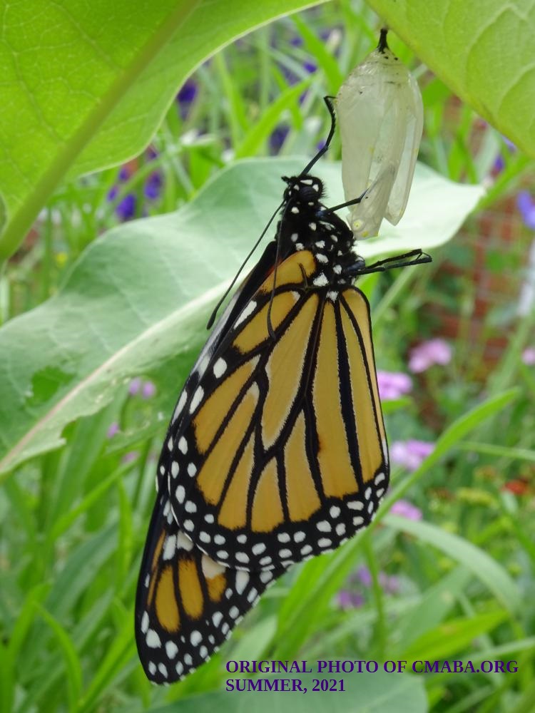 mini_The Canadian Monarch and Butterfly Association Monarch Conservation July 2021 (2)