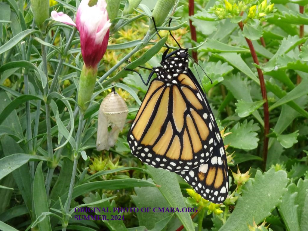 mini_The Canadian Monarch and Butterfly Association Monarch Conservation Program July 2021 (2)