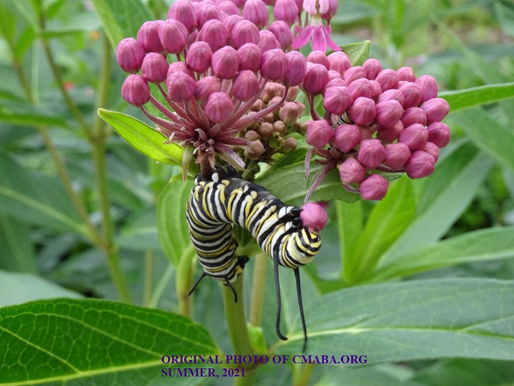 mini_The Canadian Monarch and Butterfly Association Summer, June, 2021 (1)