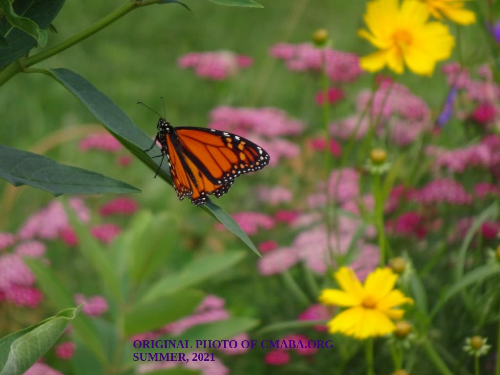 mini_The Canadian Monarch and Butterfly Association Summmer July 2021 (1)