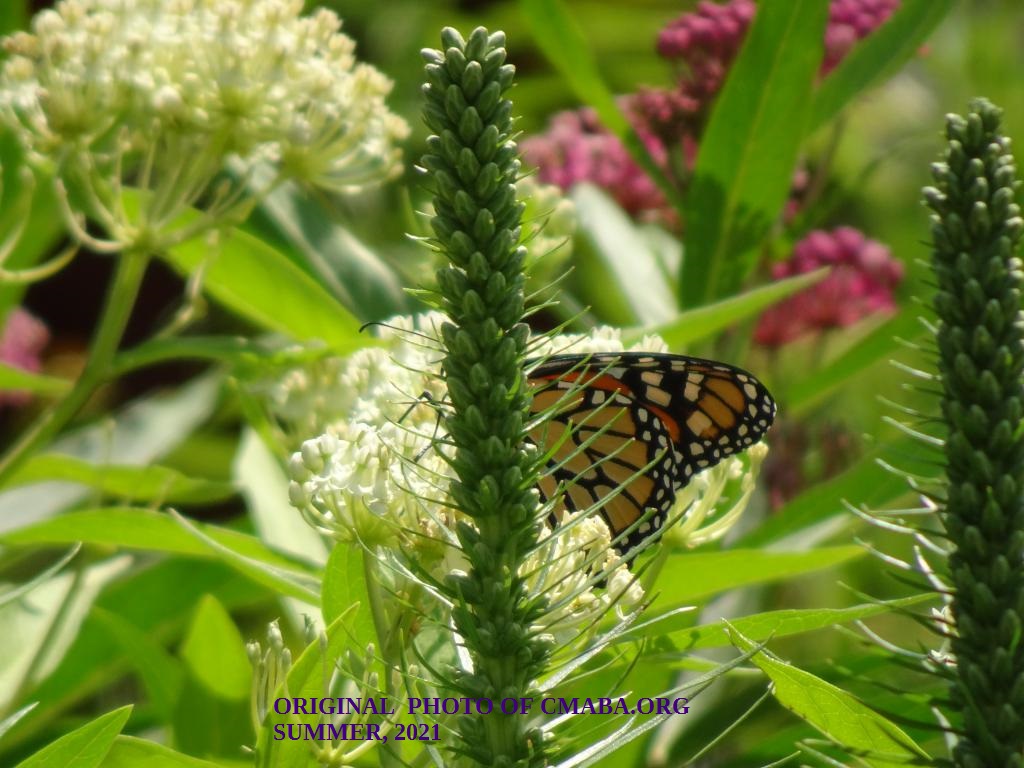mini_The Canadian Monarch and Butterfly Association Summmer July 2021 (2)