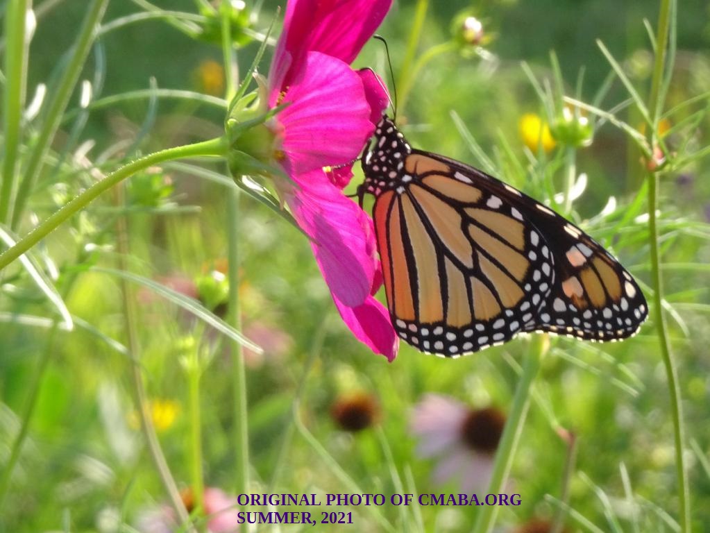 mini_The Canadian Monarch and Butterfly Association August 2021 (2)