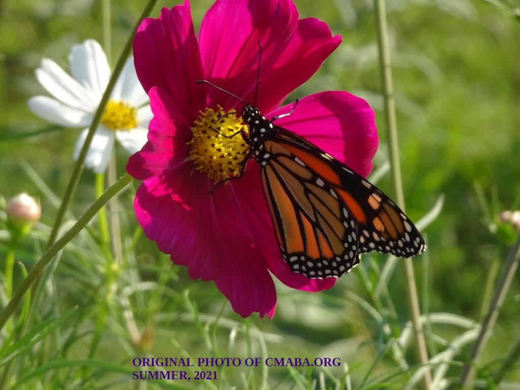 mini_The Canadian Monarch and Butterfly Association August 2021 (3)