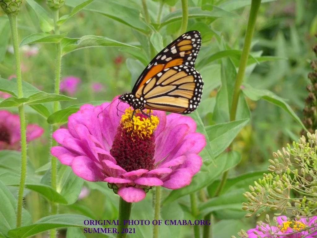 mini_The Canadian Monarch and Butterfly Association August 2021 (3)