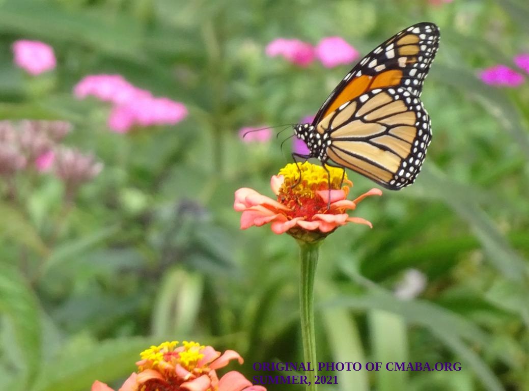 mini_The Canadian Monarch and Butterfly Association August 2021 (4)