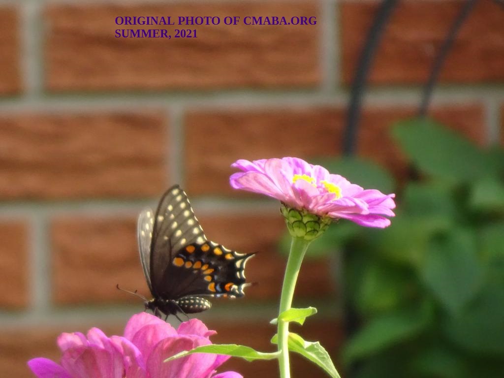 mini_The Canadian Monarch and Butterfly Association Butterfly August 2021 (2)