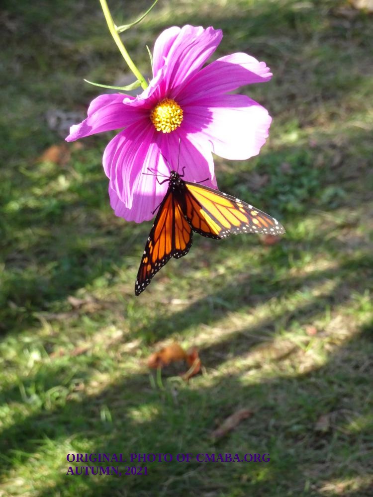 mini_The Canadian Monarch and Butterfly Association Oct 2021 (1)