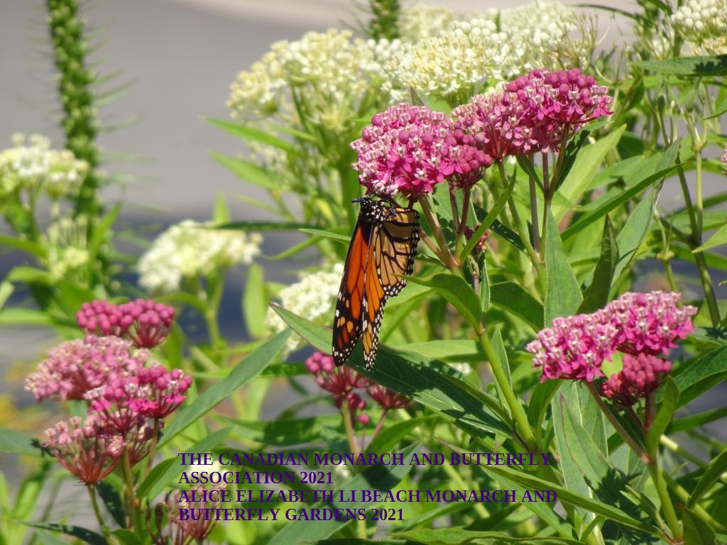 mini_The Canadian Monarch and Butterfly Association 2021 (2)