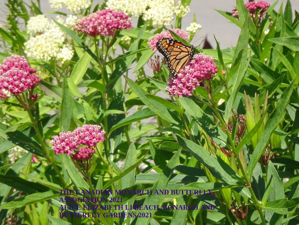 mini_The Canadian Monarch and Butterfly Association 2021 (3)