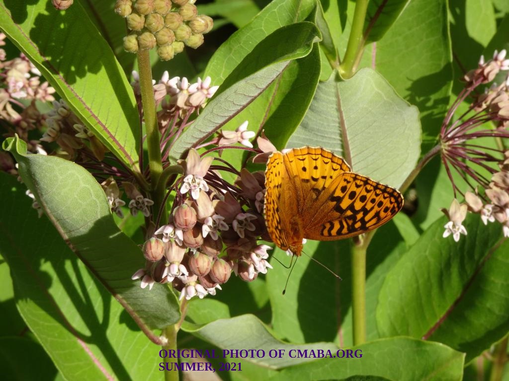 mini_The Canadian Monarch and Butterfly Association 2021 (1)