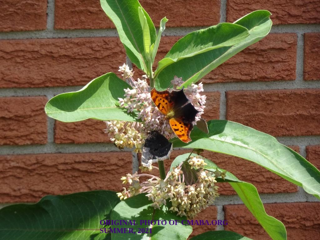 mini_The Canadian Monarch and Butterfly Association 2021 (3)