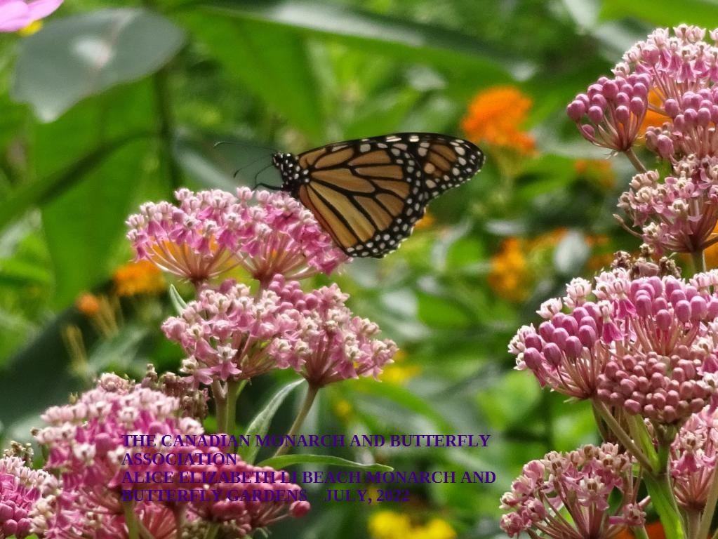 mini_The Canadian Monarch and Butterfly Association July 2022 (1)