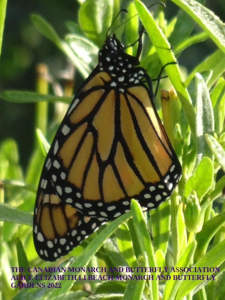 mini_The Canadian Monarch and Butterfly Association 2022 (2)