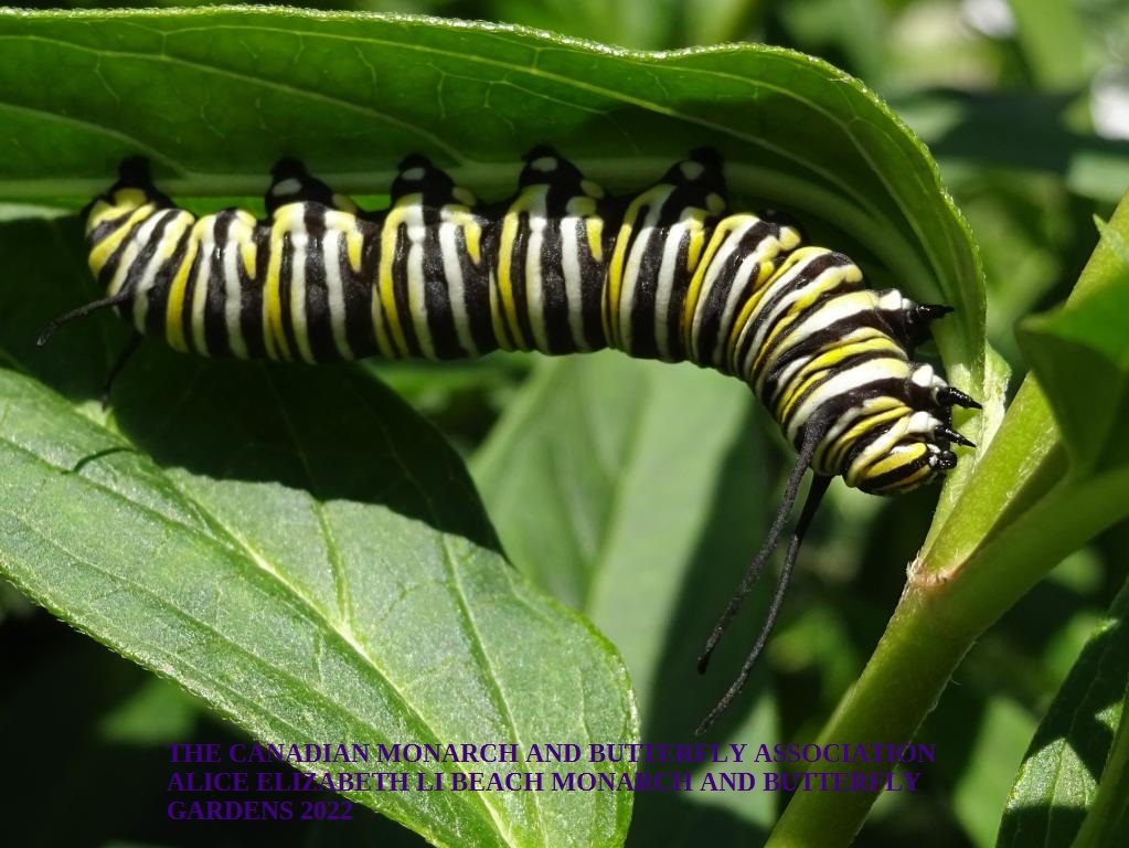 mini_The Canadian Monarch and Butterfly Association 2022