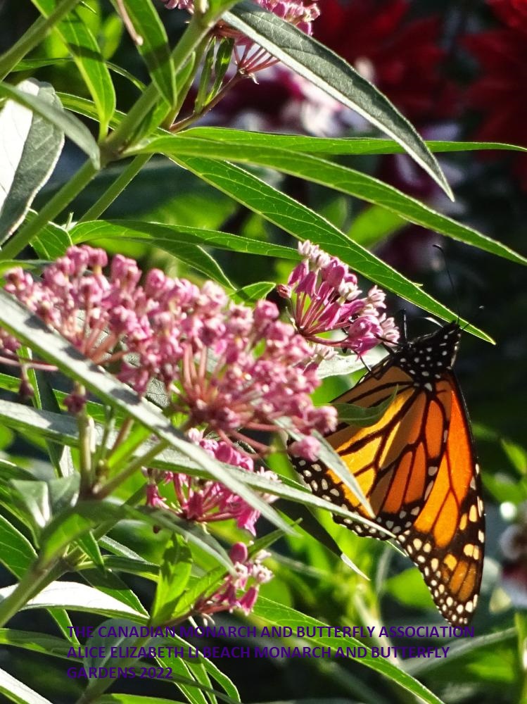 min_The Canadian Monarch and Butterfly Association 2022 3