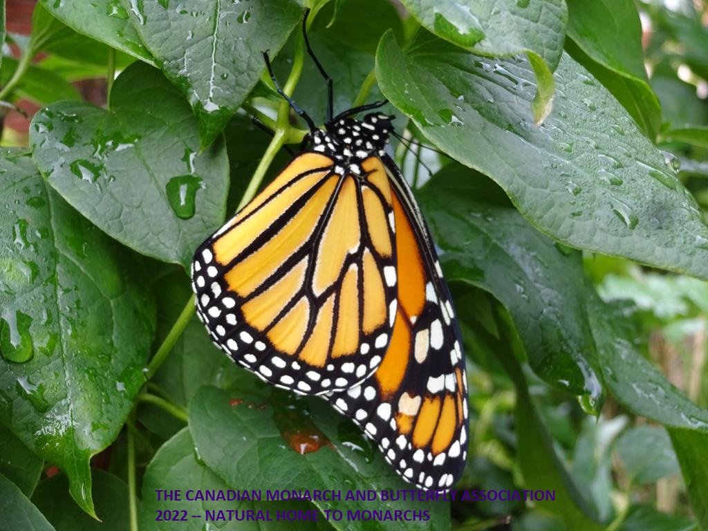 mini_The Canadian Monarch and Butterfly Association 2022 -- Natural Home to Monarchs II