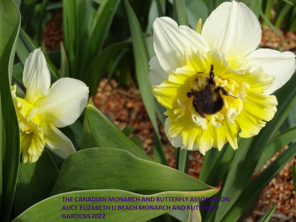 mini_The Canadian Monarch and Butterfly Association Spring 2022