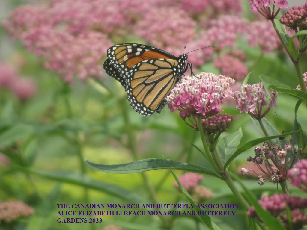 Alice Elizabeth Li Beach Monarch and Butterfly Gardens 2023